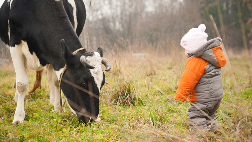 Att korna får gå ute och beta tror forskarna bidrar till att öka andelen omega-3 i mjölken. Foto: Shutterstock